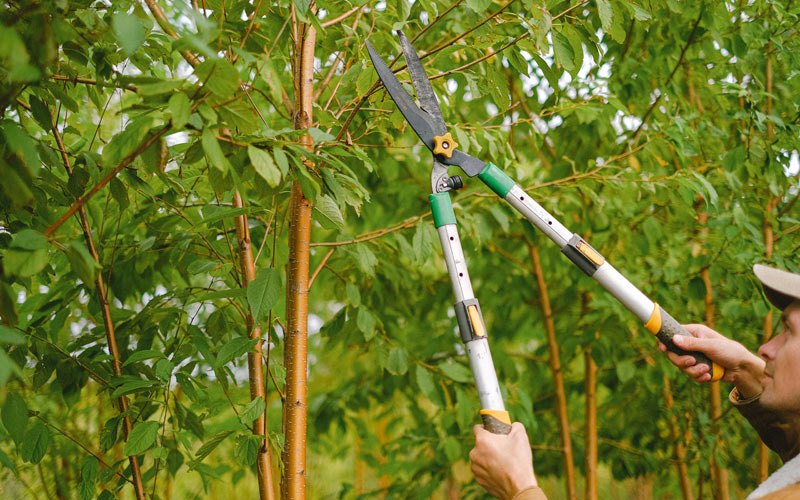 Tree trimming in Plankinton, SD
